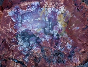 Petrified Wood 14-2360